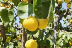 Harvest-Time-Brentwood-Asian-Pears