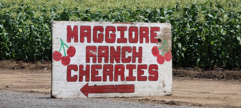 Maggiore Ranch - Harvest Time