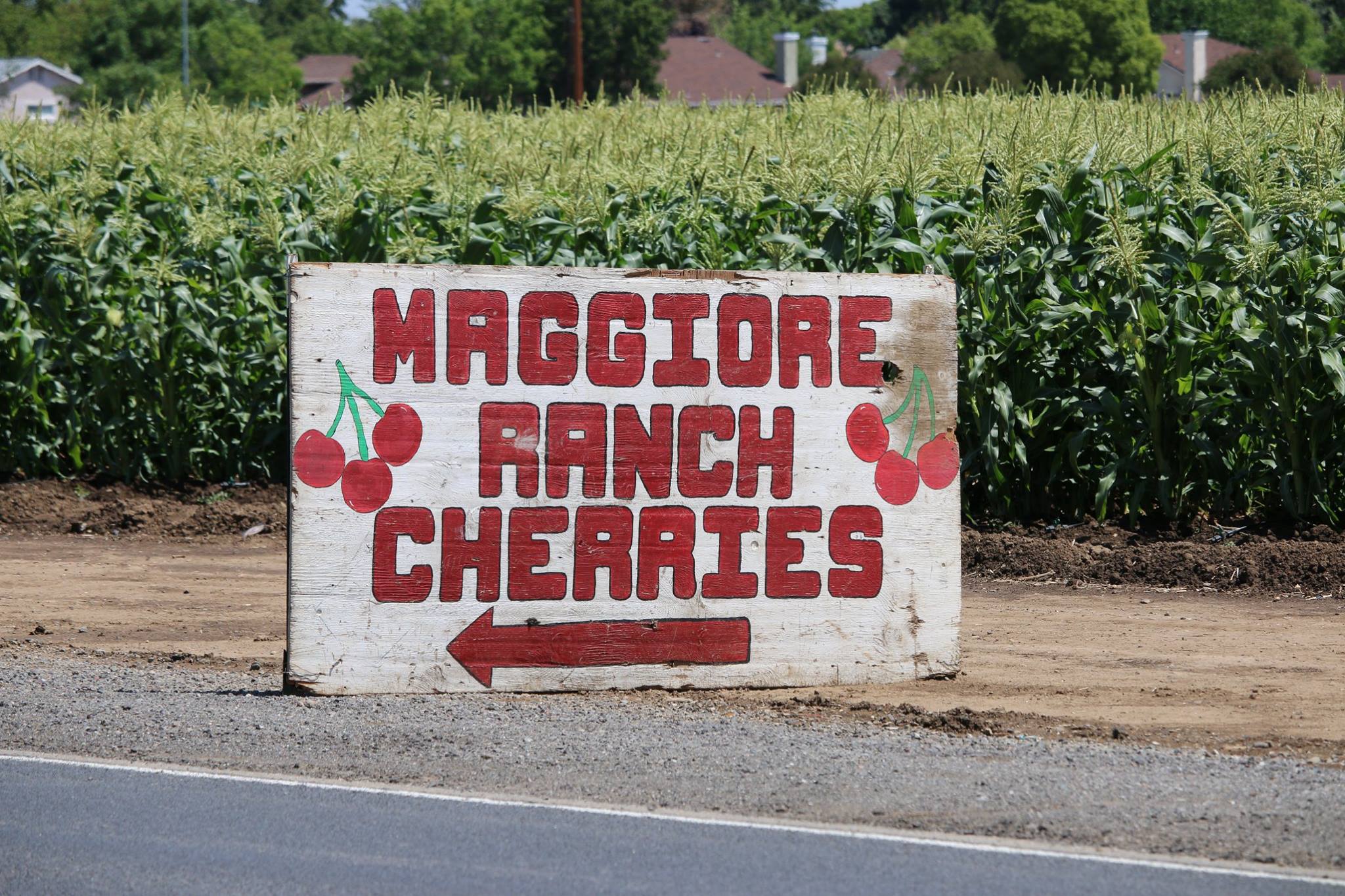Maggiore Ranch - Harvest Time