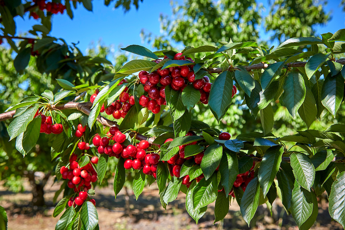 Harvest Time Brentwood Cherries - Harvest For You