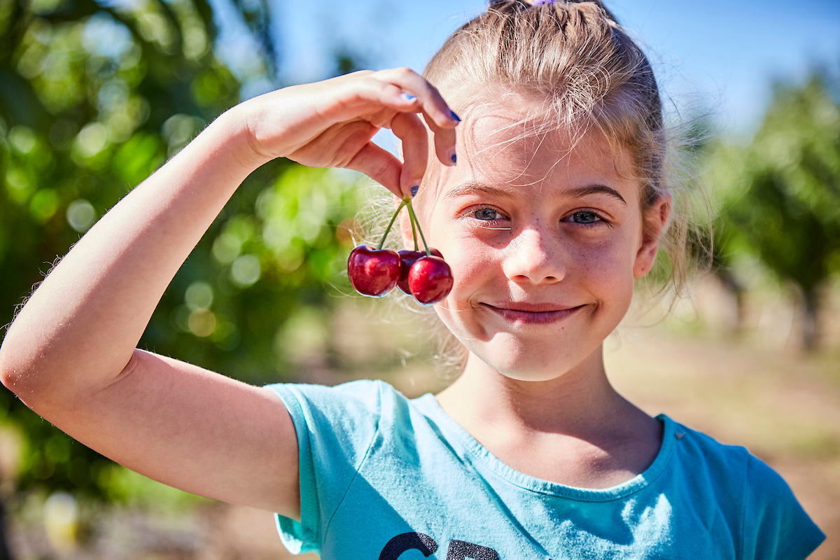 U Pick Cherries - Harvest Time For You Brentwood