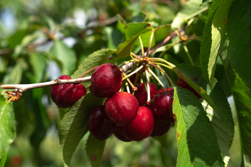 Bacchini Cherries