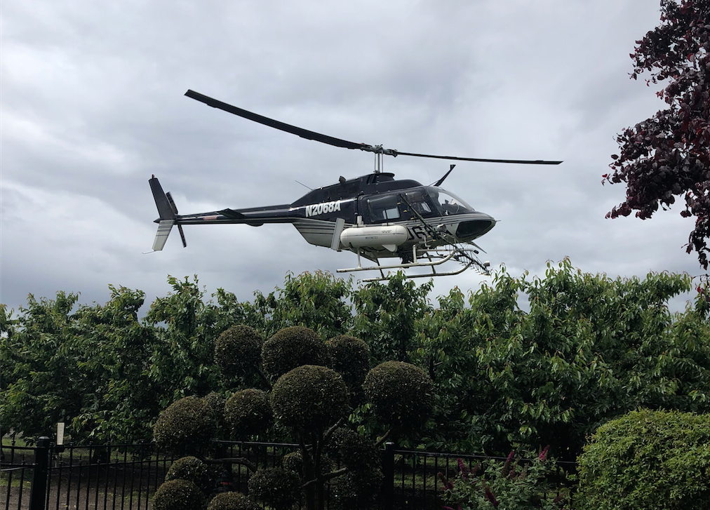 Harvest Time Cherry Orchard - Helicopter