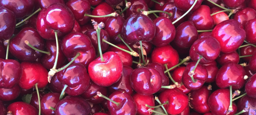 Orchard & Vine Vineyards