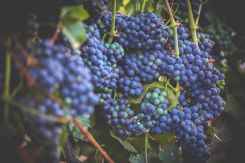 Campos-Family-Vineyards