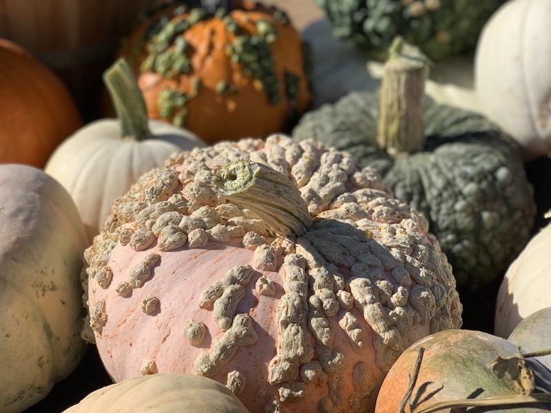 Harvest Time - Brentwood