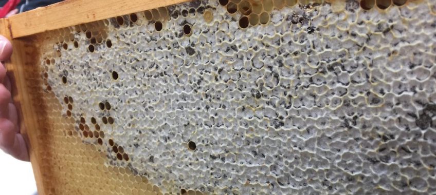 Bees from Loose Rooster Ranch