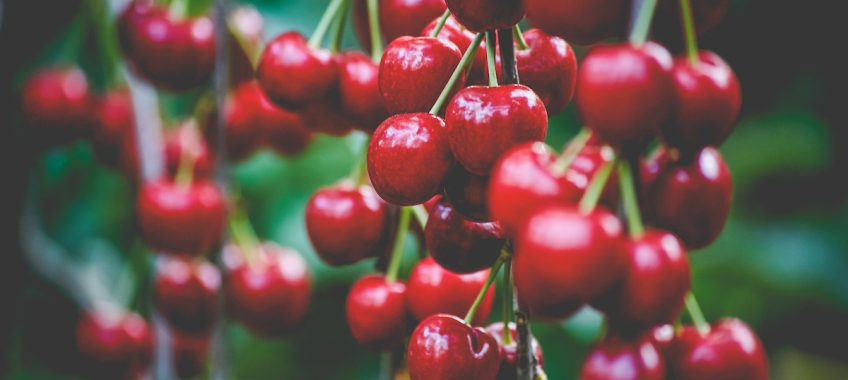 Dwelley Cherries