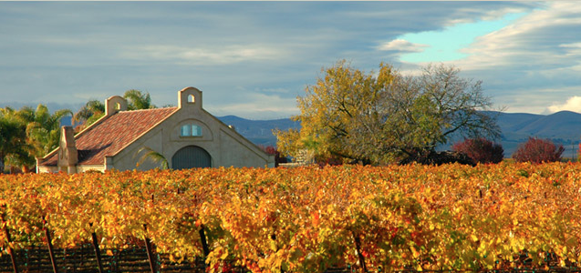 Tamayo Vineyards