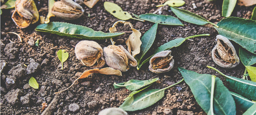 Brentwood Almonds by Ron Essex