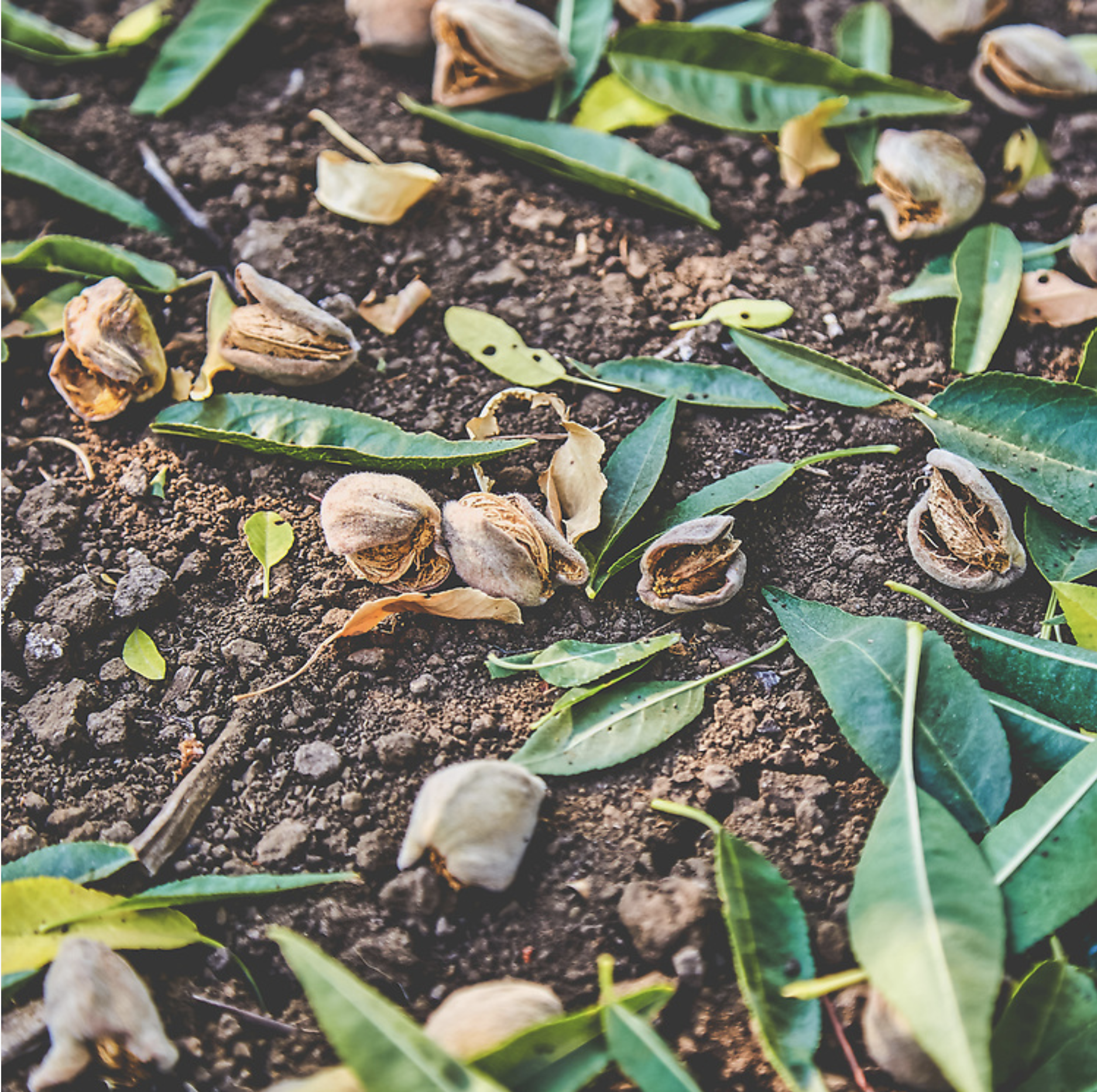 Brentwood Almonds by Ron Essex