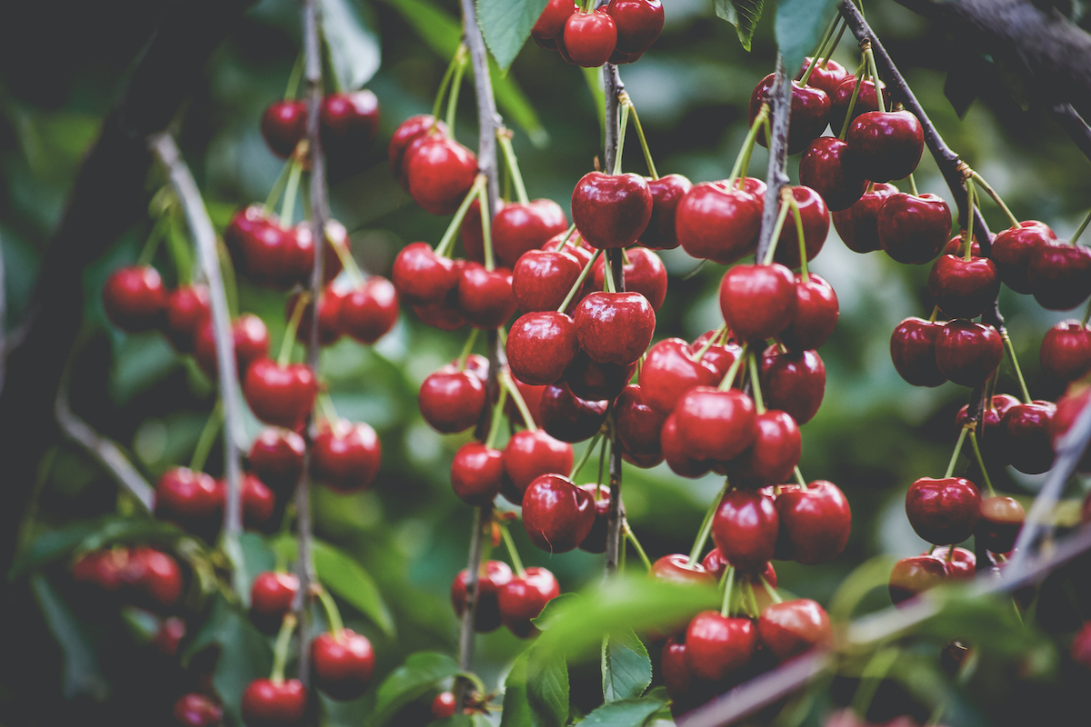 Cherries from Dwelley Family Farms