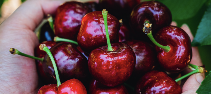 Harvest Time Brentwood - Cherry U-pick