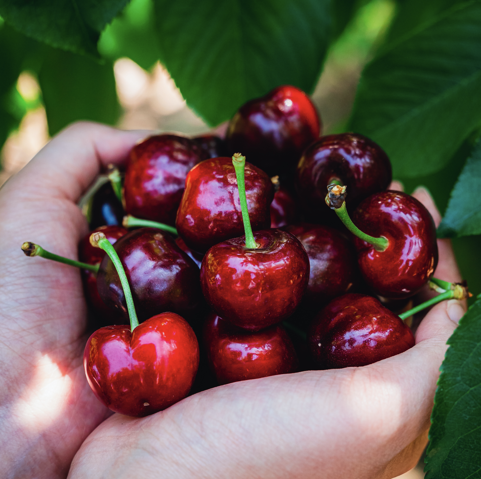 Harvest Time Brentwood - Cherry U-pick