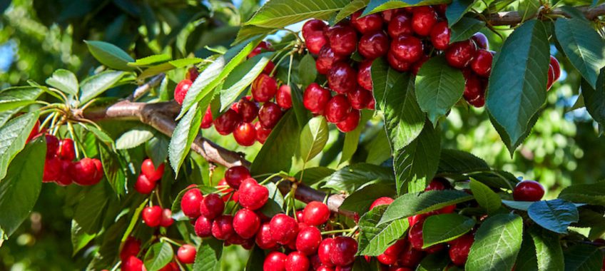 Harvest Time - Cherry U-Pick 2021 Season