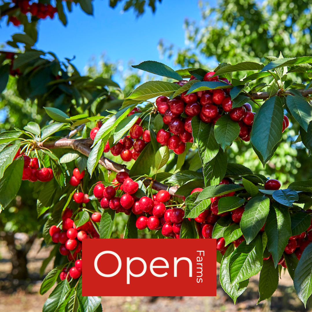 Harvest Time - Cherry U-Pick 2021 Season