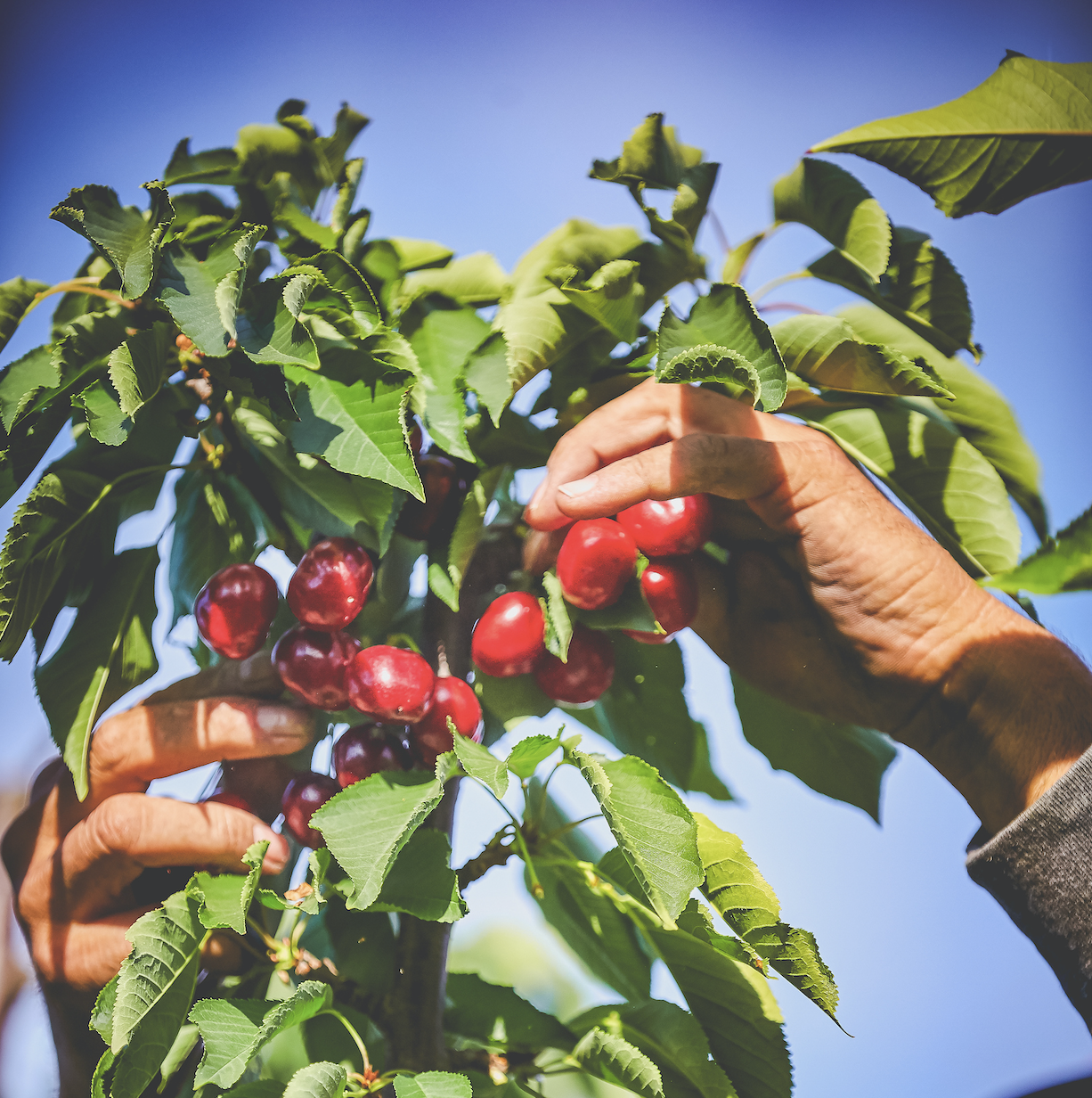 Harvest Time Cherry U-Pick