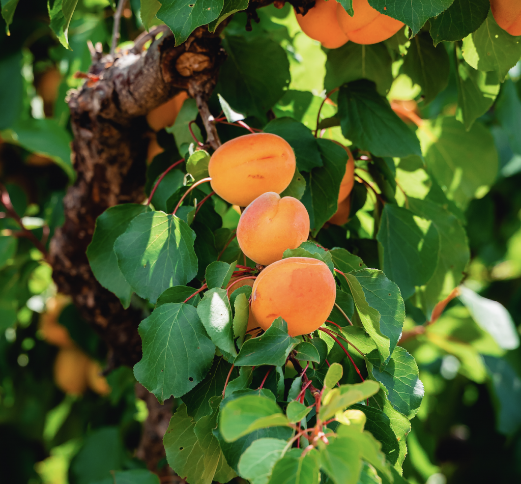 Apricots, Peaches, and Nectarines are Ready for UPick Harvest Time