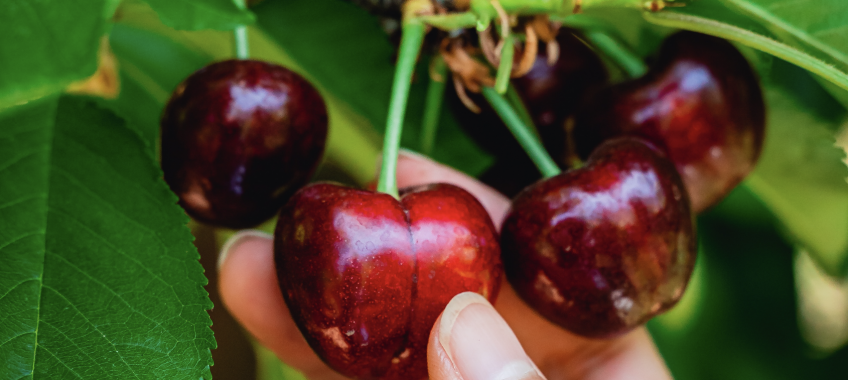 Harvest Time - Cherry U-Pick