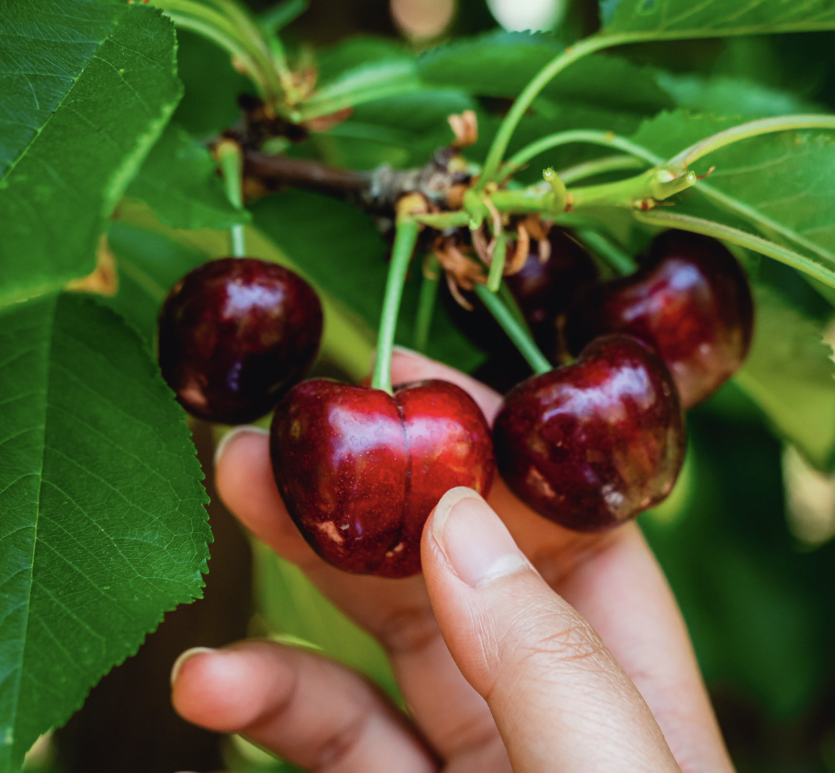 Harvest Time - Cherry U-Pick