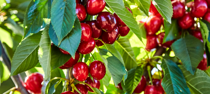 Upick Season is here