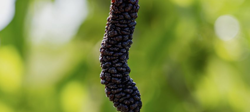 Mulberry U-Pick in Brentwood